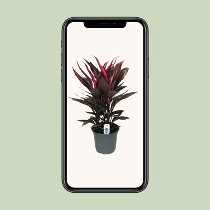 Cordyline Tango Toef - Ø19cm - ↕55cm - Pflanzfix24