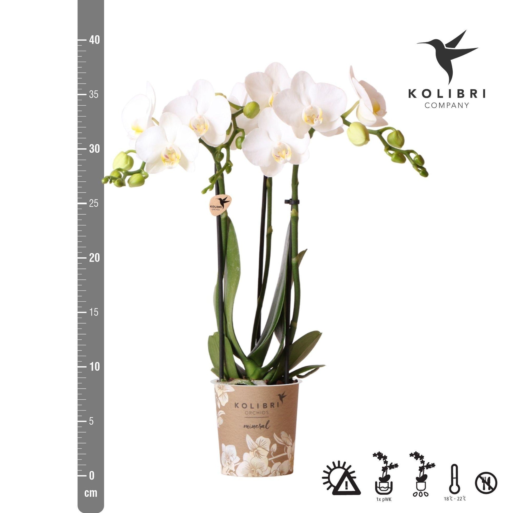 Kolibri Orchideen | Phalaenopsis Amabilis „Spider“ Weiß Ø9cm – Blühende Zimmerpflanze | Pflanzfix24.de - Pflanzfix24.de