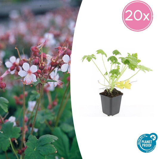 20x Geranium macr. 'Spessart' - pflanzfix24
