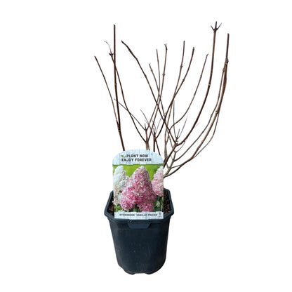 Pflanzfix24 - Rispenhortensie - Hydrangea panniculata Vanille Fraise - 1 Pflanze - Topf 17cm