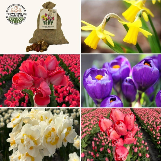 Pflanzfix24 - Super Lasting Wild Mix - 100 Blumenzwiebeln für Blumenpracht