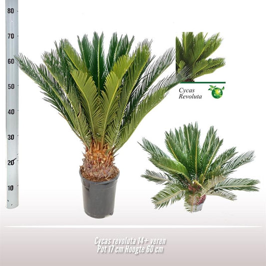 Cycas Revoluta - Ø17 ↕60 bei Pflanzfix24.de - Pflanzfix24.de