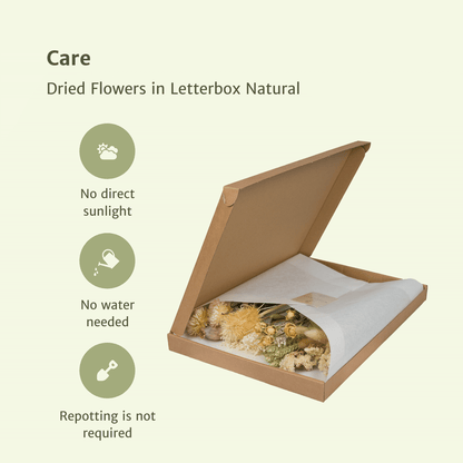 Trockenblumen Natural im Briefkasten – Pflanzfix24.de - Pflanzfix24.de