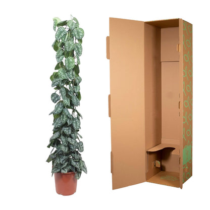 Scindapsus Pictus Trebie Gitter 160cm – Kletterpflanze | Pflanzfix24.de - Pflanzfix24.de