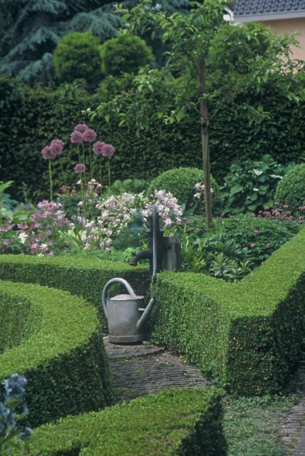 20x Buxus Sempervirens Ø9cm immergrüne Heckenpflanzen – Pflanzfix24.de - Pflanzfix24.de