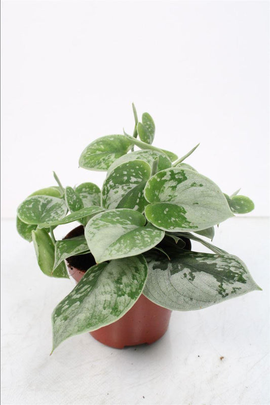 Scindapsus Silvery Ann - Ø11cm - ↕cm - Pflanzfix24