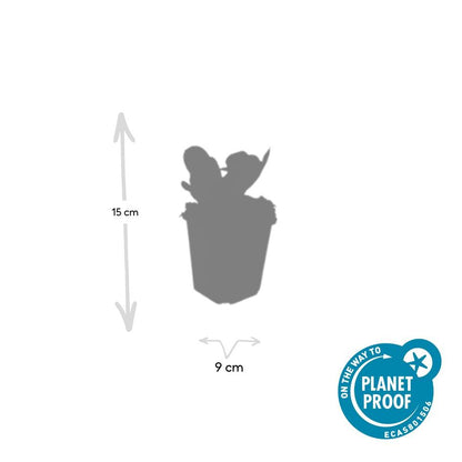 Bergenia cordifolia 'Herbstblüte' - 12er Pack - Pflanzfix24