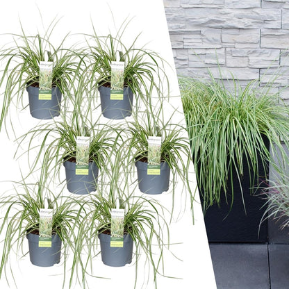 6 x Carex hachijoensis 'Evergold' XL - 14 cm Topfgröße - Pflanzfix24