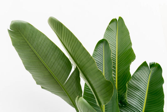Strelitzia Augusta multi stam XXL 225 cm Ø40 – Weiße Paradiesvogel Pflanze | Pflanzfix24.de - Pflanzfix24.de