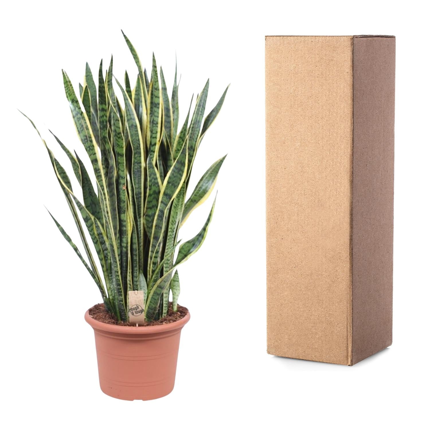Sansevieria Laurentii Ø35cm 100cm – Schlangenpflanze | Pflanzfix24.de - Pflanzfix24.de