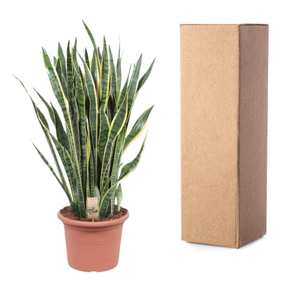 Sansevieria Laurentii Ø35cm 100cm – Schlangenpflanze | Pflanzfix24.de - Pflanzfix24.de