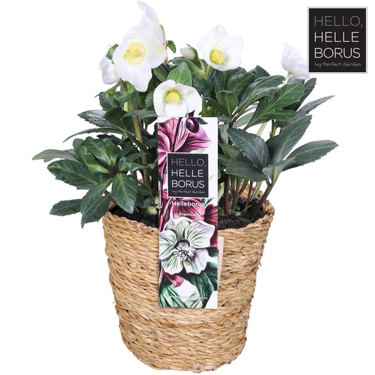 Helleborus Niger 'Christmas Carol' P17 (Seagrass Basket) - Ø17cm - ↕30cm - Pflanzfix24