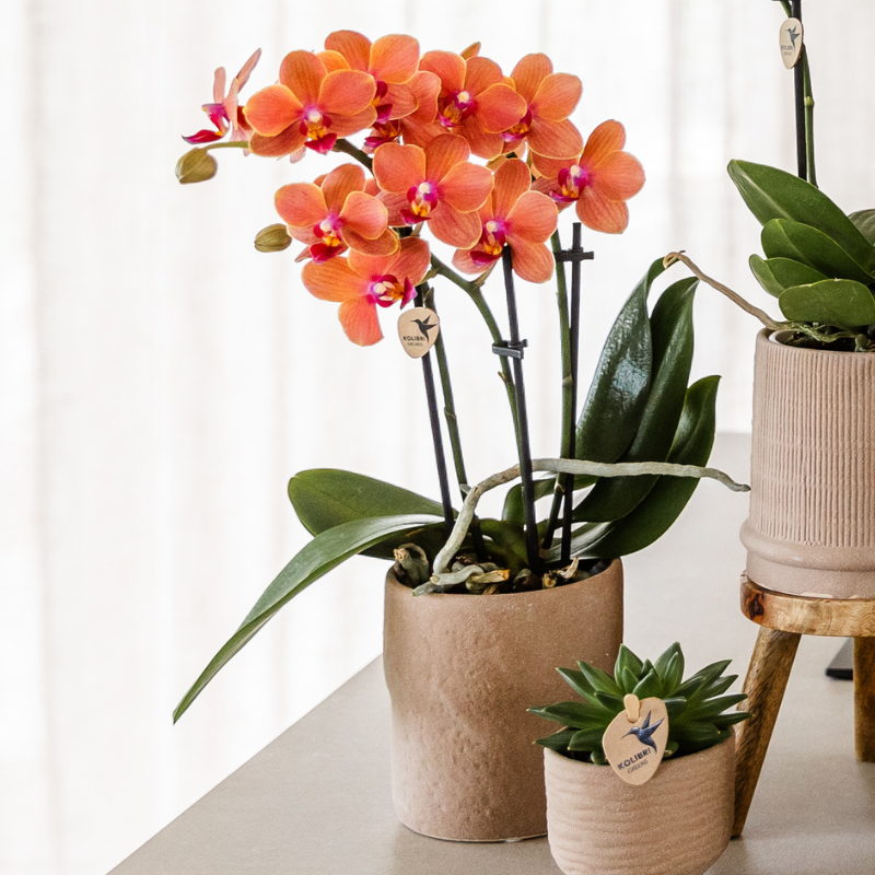 Kolibri Orchids Set Bolzano-Orchidee & Sukkulenten Keramiktöpfe Ø9cm & Ø6cm - Pflanzfix24