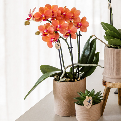 Kolibri Orchids Set Bolzano-Orchidee & Sukkulenten Keramiktöpfe Ø9cm & Ø6cm - Pflanzfix24