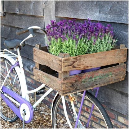 Lavandula stoechas Anouk® 3er-Set Lavendel im Dekotopf – Pflanzfix24.de - Pflanzfix24.de