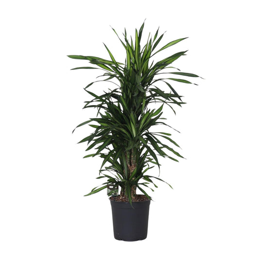 Dracaena Frag. Rikii - Ø27cm - ↕120cm - Pflanzfix24