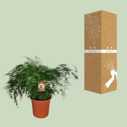 Asparagus Setaceus - Ø27cm - ↕70cm - Pflanzfix24.de - Pflanzfix24.de