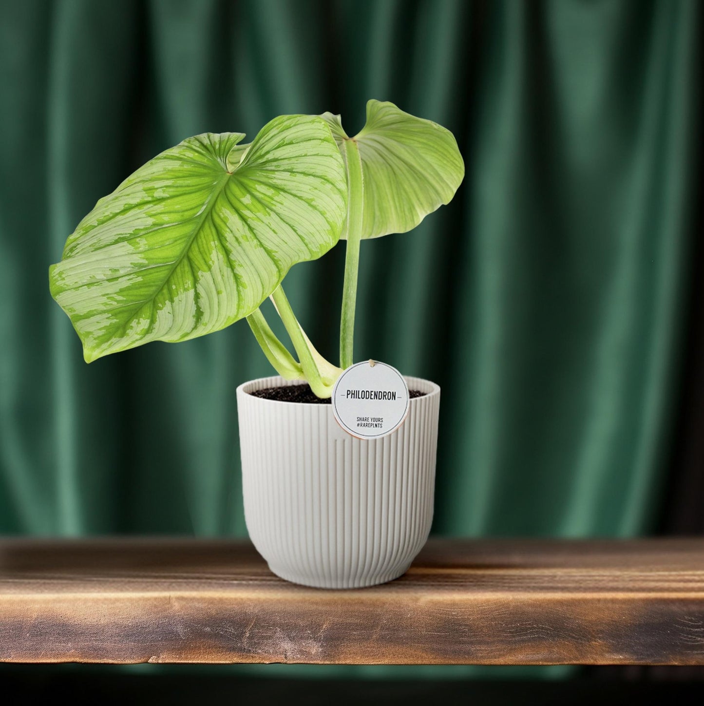 Philodendron Mamei - Ø15cm - ↕50cm bei Pflanzfix24