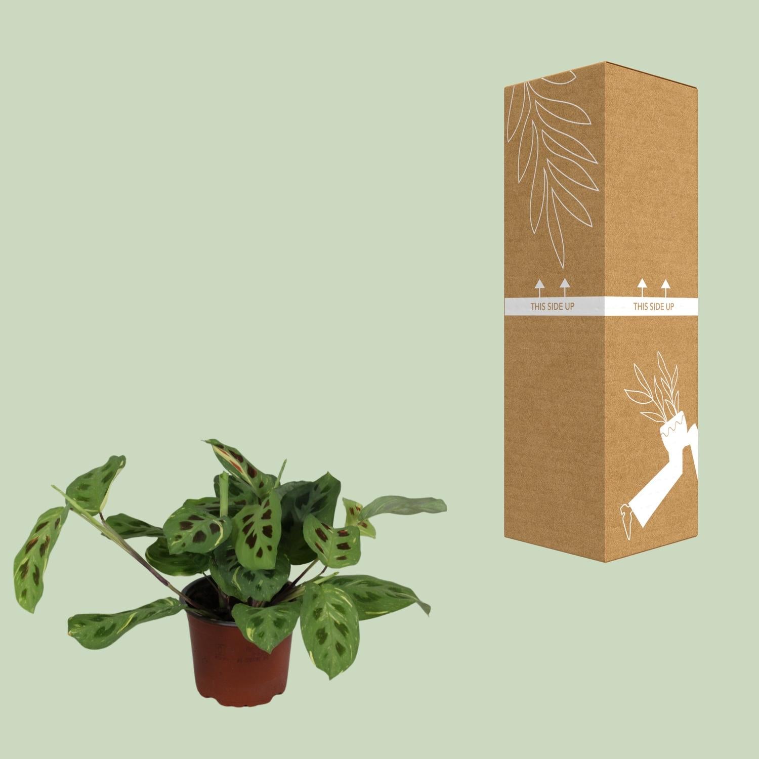 Maranta Leuconeura ‘Fascinator Variegata’ Ø12cm | Pflanzfix24.de - Pflanzfix24.de