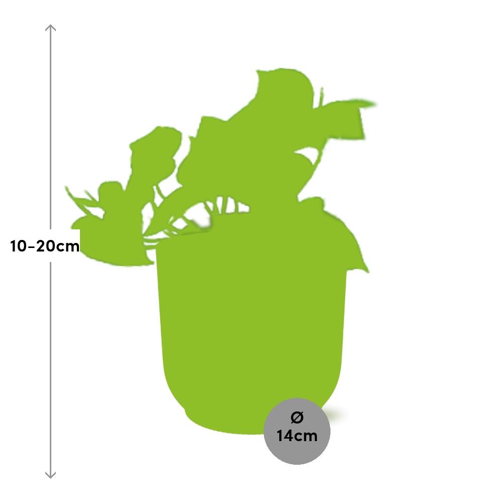 Epipremnum Pinnatum 'Aureum' in ELHO Vibes Fold 14cm gelb - pflanzfix24