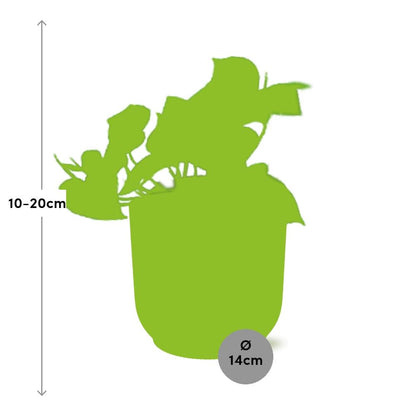 Epipremnum Pinnatum 'Aureum' in ELHO Vibes Fold 14cm gelb - pflanzfix24