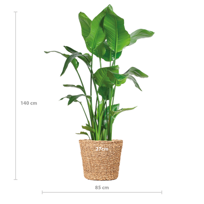 Strelitzia Nicolai XL mit Torun-Korb – 140 cm – Ø27 - pflanzfix24