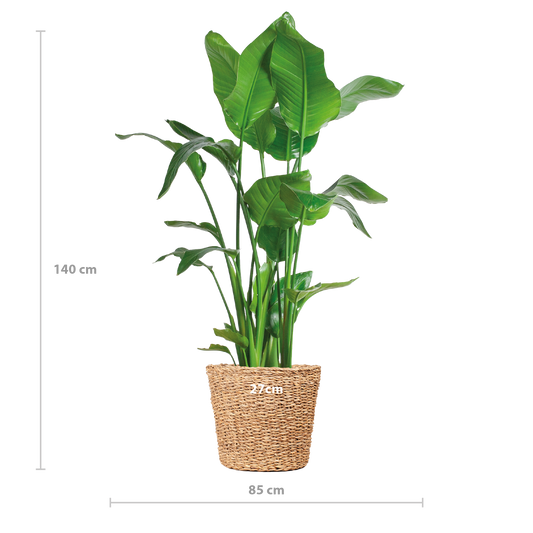 Strelitzia Nicolai XL mit Torun-Korb – 140 cm – Ø27 - pflanzfix24