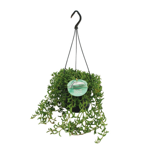 Senecio Peregrinus - Ø15cm - ↕25cm - Pflanzfix24