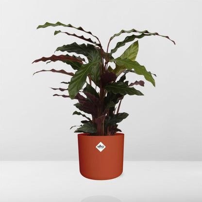 Calathea Rufibarba 'Tropistar' in ELHO b.for soft rond 14cm brique - Pflanzfix24