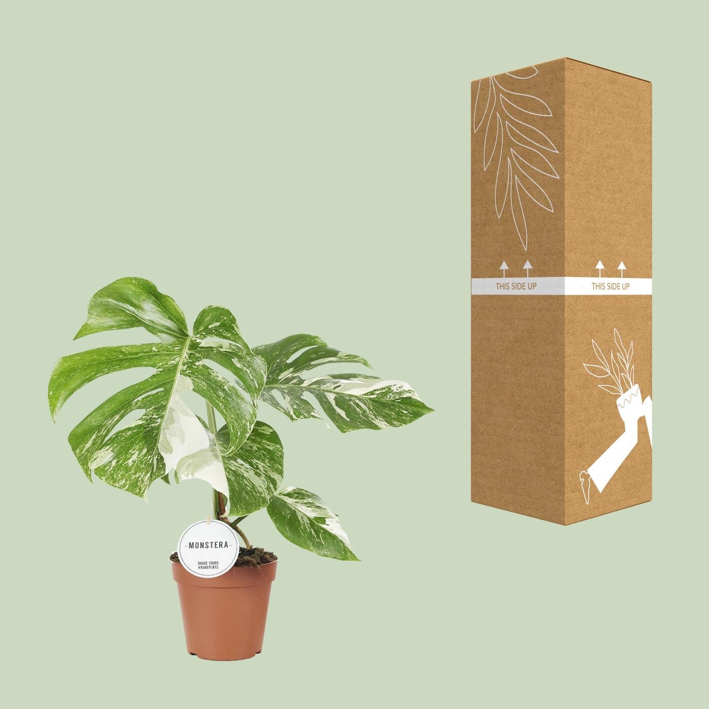 Monstera Variegata Ø15cm 45cm Höhe – Pflanzfix24