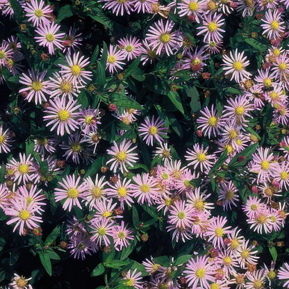 12x Aster ageratoides 'Asran' – Hellblaue Herbstaster | Pflanzfix24.de - Pflanzfix24.de