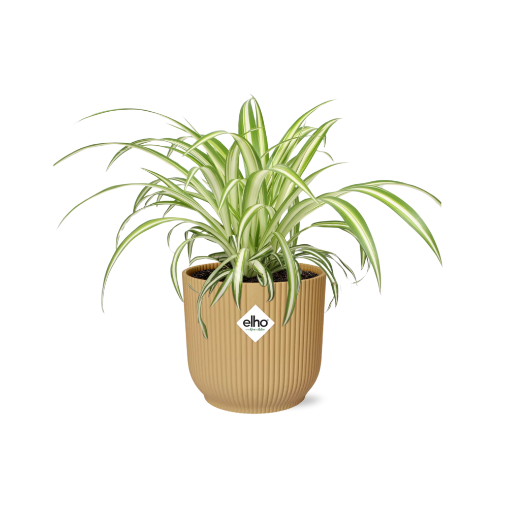 Chlorophytum Comosum Variegatum - Pflanzfix24