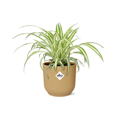 Chlorophytum Comosum Variegatum - Pflanzfix24