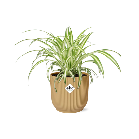 Chlorophytum Comosum Variegatum - Pflanzfix24