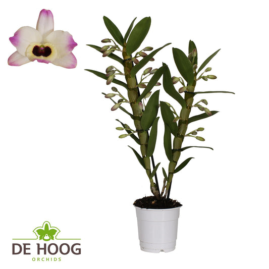 Dendrobium Nobile Sunny Eyes 2 Stam 12+ Tros De Hoog - Ø12cm - ↕50cm - Pflanzfix24