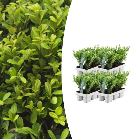 4 x 6 pack Ilex crenata 'Jenny' - Ø7 cm - ↕15 cm - Pflanzfix24.de - Pflanzfix24.de