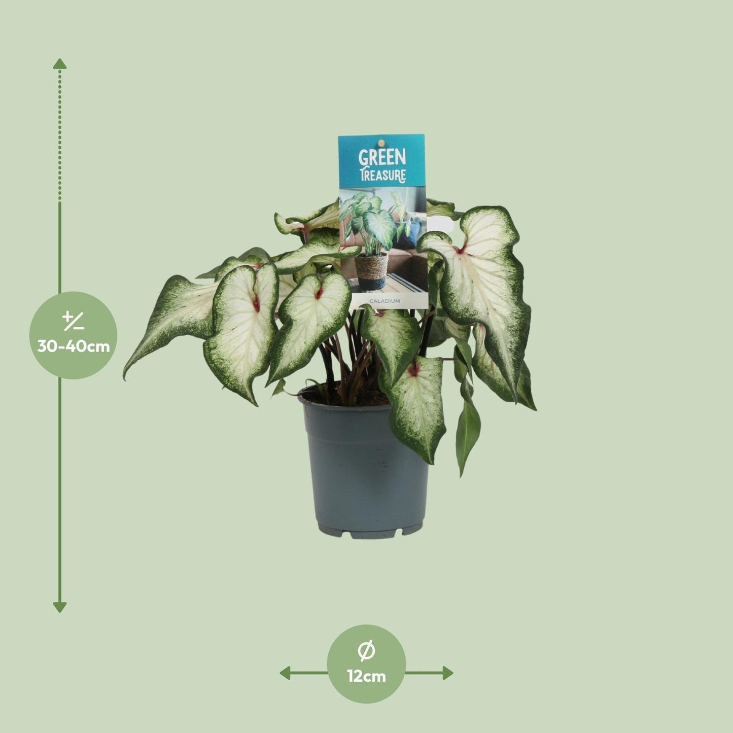 Caladium Wit - Ø12cm - ↕25cm von Pflanzfix24