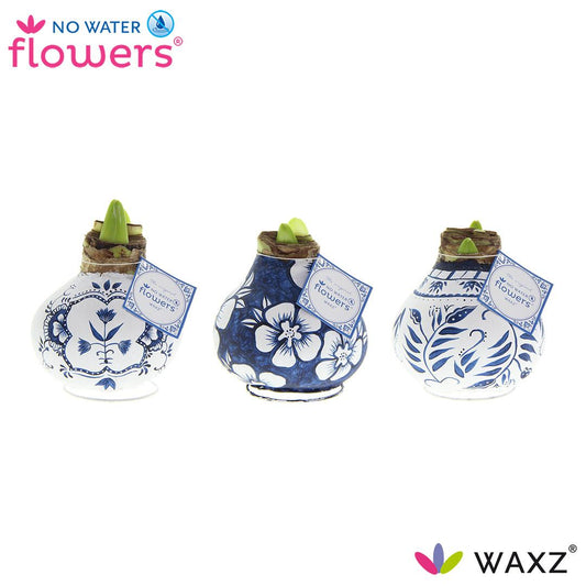 No Water Flowers Waxz Delfts Blauw Mix - 3 Stücke - Pflanzfix24