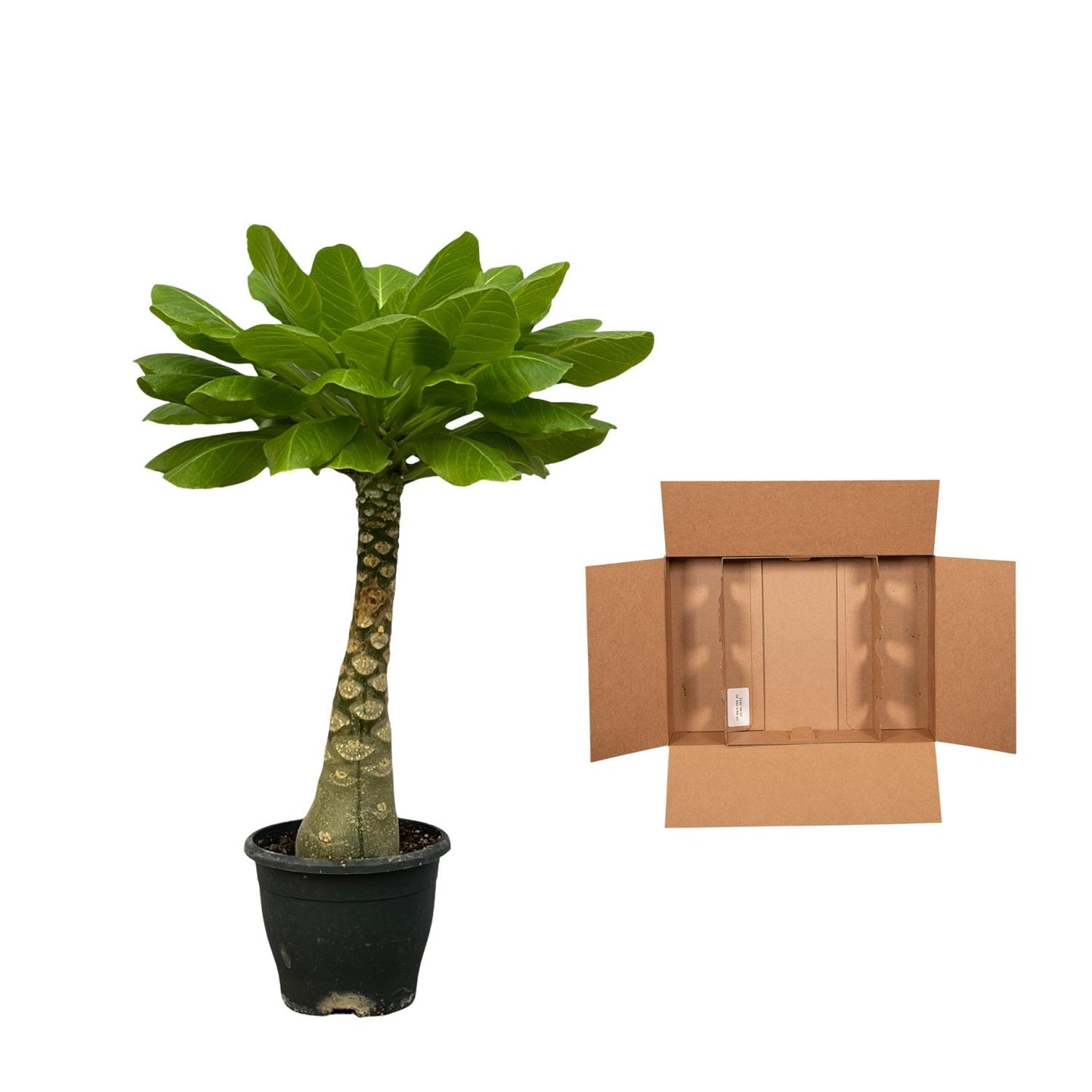 Birghamia Insignis - 25cm - Ø12cm von Pflanzfix24.de - Pflanzfix24.de