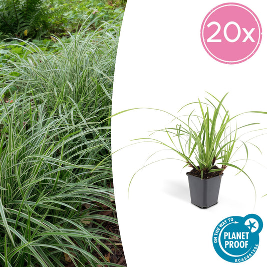 20x Carex morrowii 'Ice Dance' Ø9cm Bodendecker – Pflanzfix24.de - Pflanzfix24.de