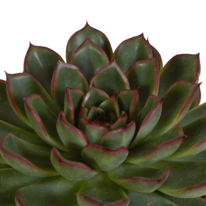 Echeveria-Mix 10,5 cm - 3x - zonder pot - Pflanzfix24.de - Pflanzfix24.de