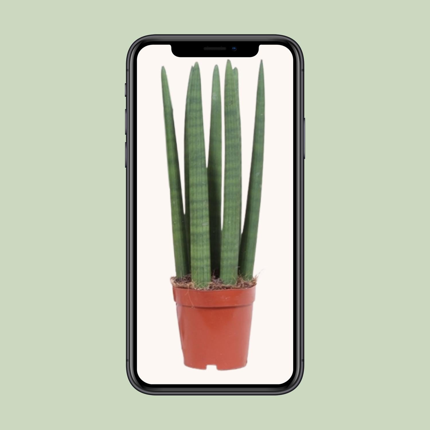 Sansevieria Straight Ø12cm | Pflanzfix24.de - Pflanzfix24.de