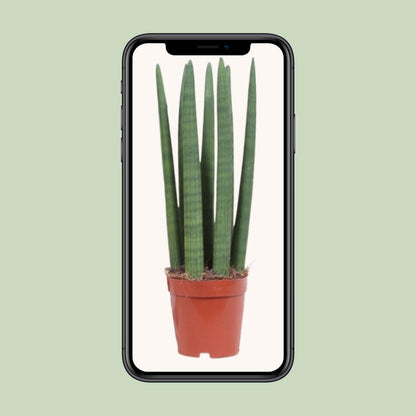 Sansevieria Straight Ø12cm | Pflanzfix24.de - Pflanzfix24.de