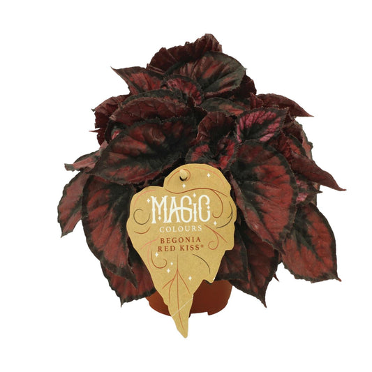 Begonia Rex Red Kiss - Ø12cm - ↕25cm - Pflanzfix24