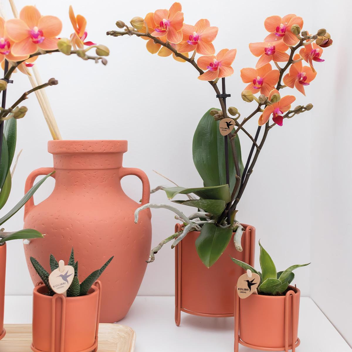 Orange Phalaenopsis „Mineral Bolzano“ Ø9cm – Leuchtende Orchidee | Pflanzfix24.de - Pflanzfix24.de