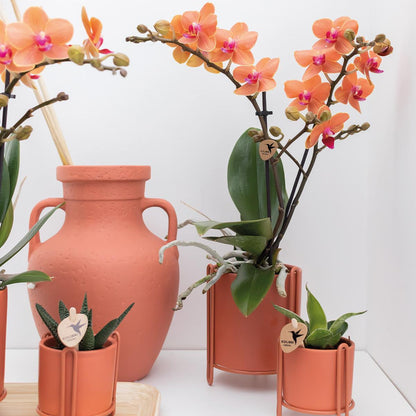 Orange Phalaenopsis „Mineral Bolzano“ Ø9cm – Leuchtende Orchidee | Pflanzfix24.de - Pflanzfix24.de