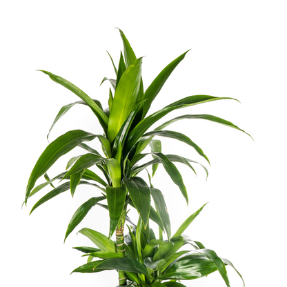 Dracaena Deremensis Lisa Ø24cm - ↕130 - 150cm - Pflanzfix24