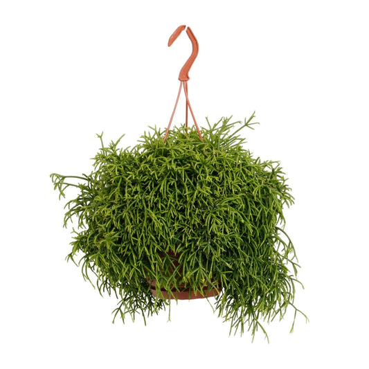 Rhipsalis Heteroclada - Ø21cm - ↕45cm bei Pflanzfix24