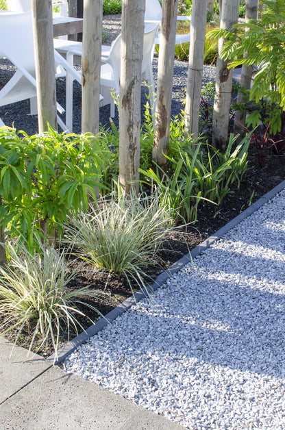 Lomandra 'White Sands' - Ø19cm - ↕40cm - Pflanzfix24
