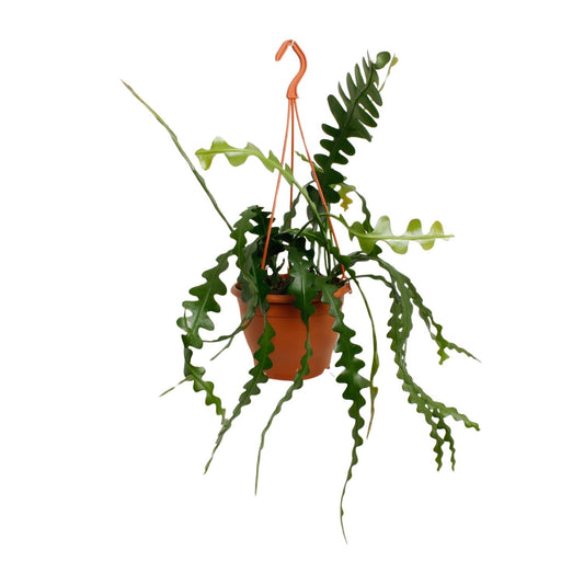 Epiphyllum Anguliger - pflanzfix24